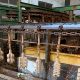 Maxwill-Lost-Wax-Casting-Process